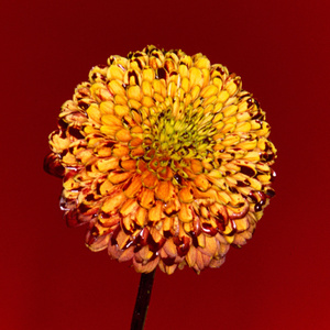 葉山さゆり无码影片
