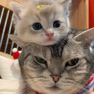 国产精品㊙️密入口果冻
