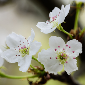 黑人巨大vs日本人优
