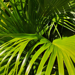 91香蕉视频app免费
